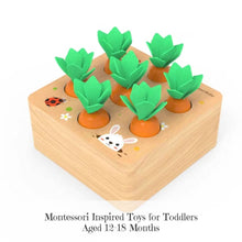 Load image into Gallery viewer, Carrot Knobbed Cylinders